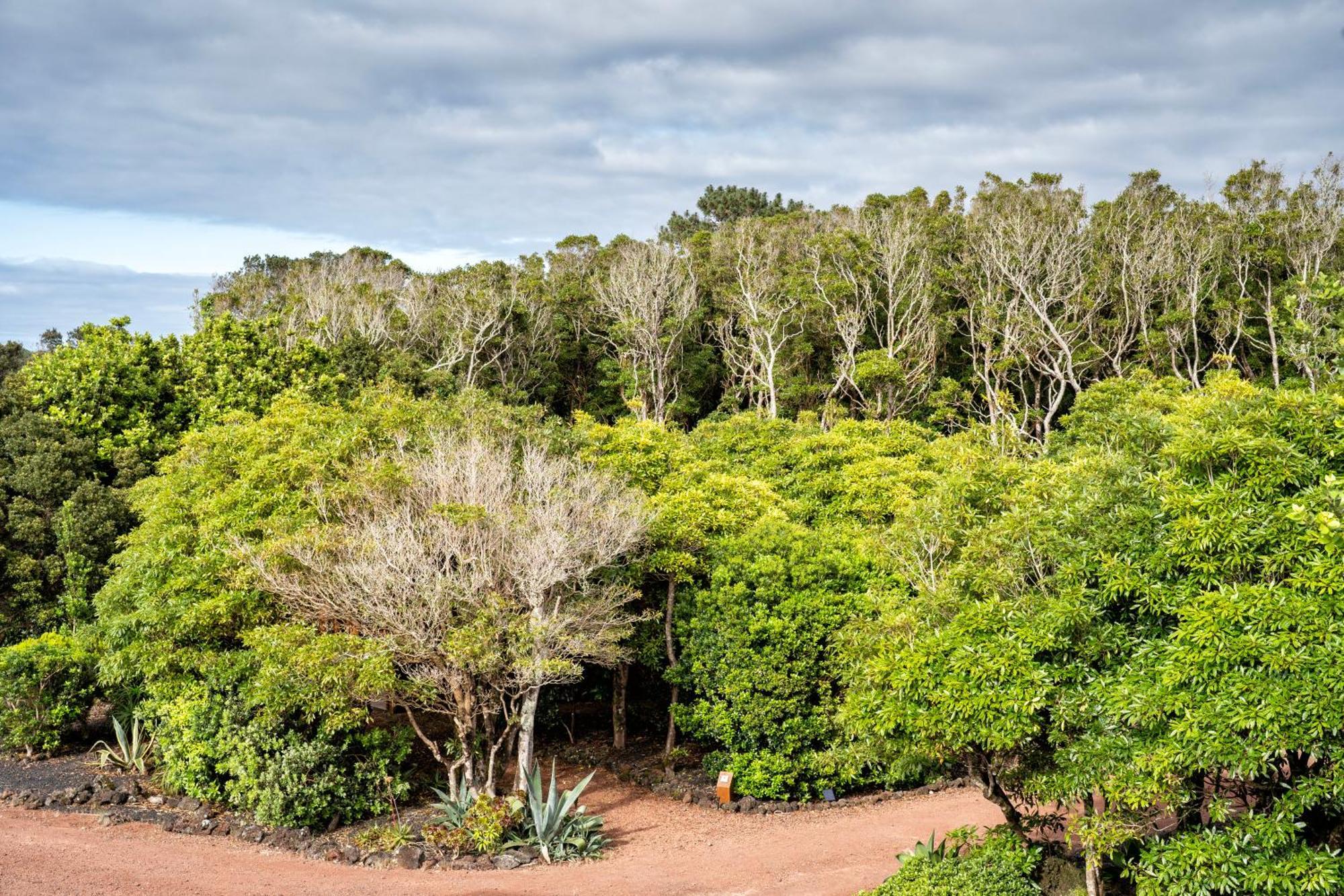 Alma Do Pico - Nature Residence Madalena Kültér fotó